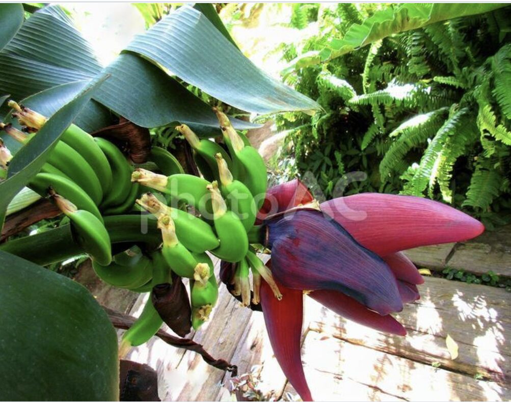 🍌偶然の出会い♡沖縄の「島バナナ」がやってきました🍌