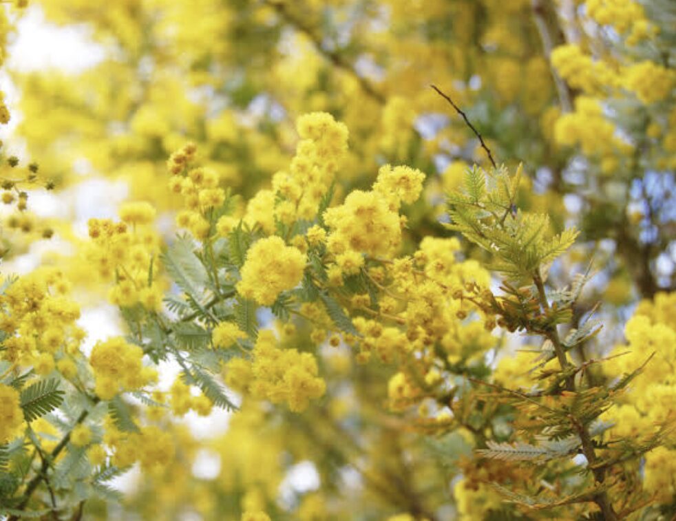 🌿 春のゆらぎにご注意🌸
